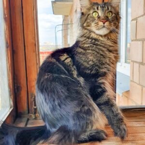 Mainecoon