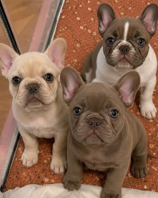 buying a French Bulldog puppy