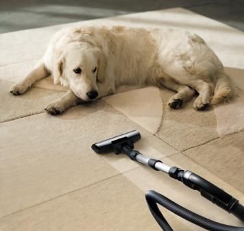 how to remove pet hair from carpet