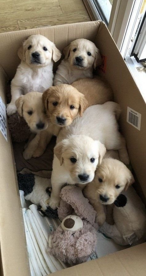 pet store near me with puppies