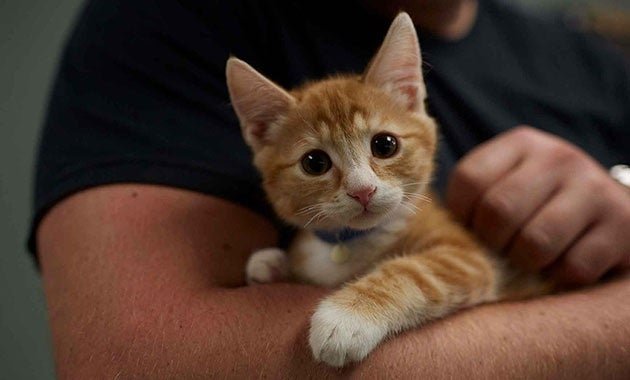 adopt a kitten