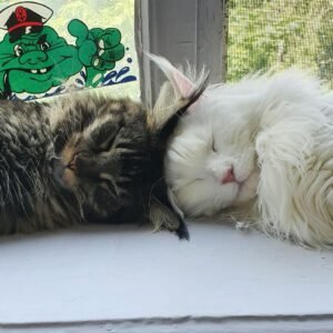 Mainecoon