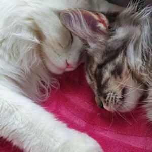 Mainecoon