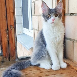 Mainecoon