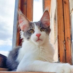 Mainecoon