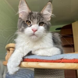 Maincoon