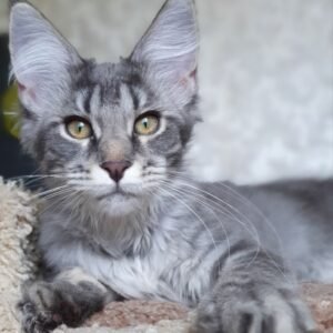 Mainecoon