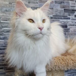 Mainecoon