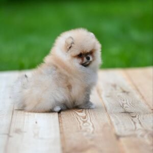 Pomeranian Puppy