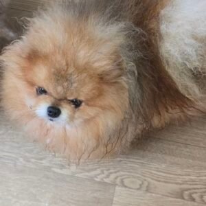 Pomeranian Chihuahua Mix Dog