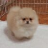 Pomeranian Dog