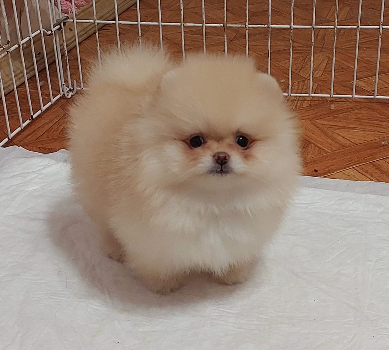 Pomeranian Dog