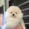 teddy bear pomeranian for sale