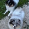 teacup pomeranian for sale near me