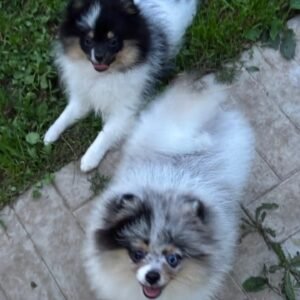 teacup pomeranian for sale near me