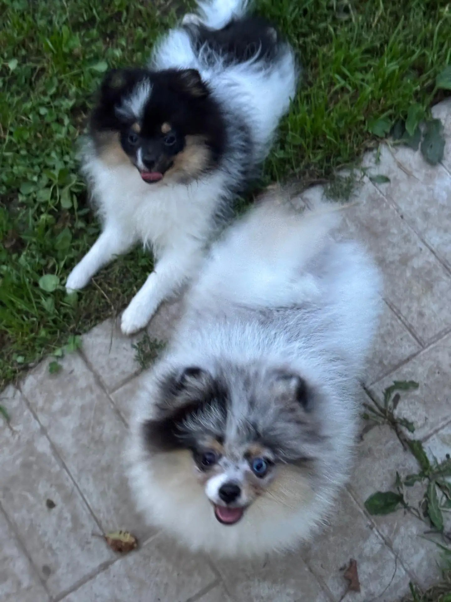 teacup pomeranian for sale near me