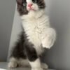 mainecoon cat for sale