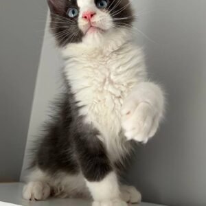 mainecoon cat for sale