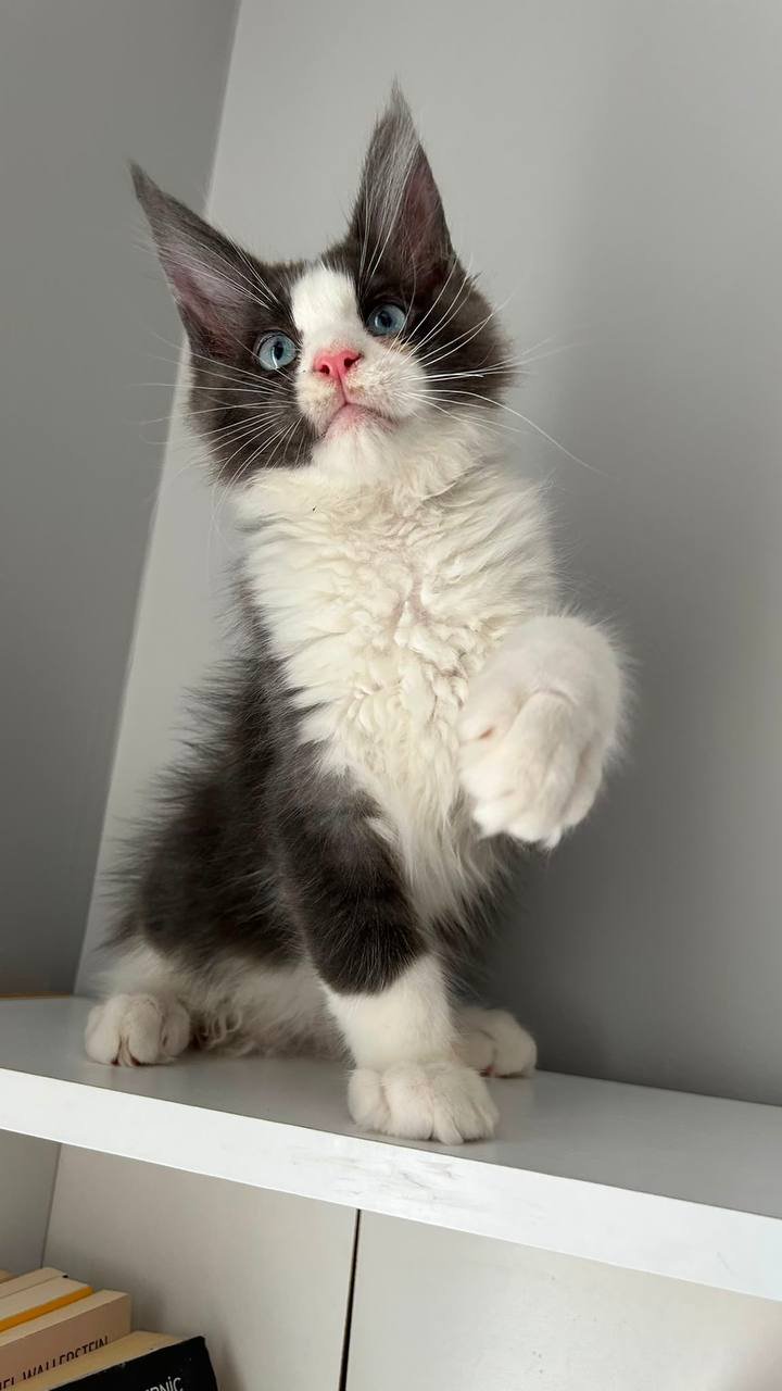 mainecoon cat for sale